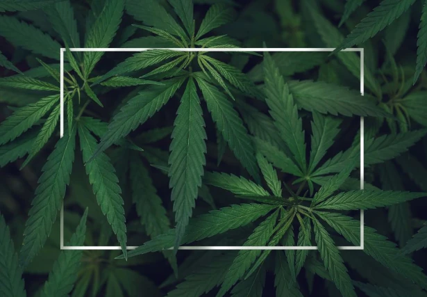Why Answers About Cannabis and Workers Comp Remain Elusive